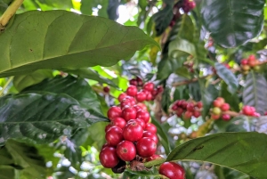 Boquete: Hands-On Coffee Experience with Tasting