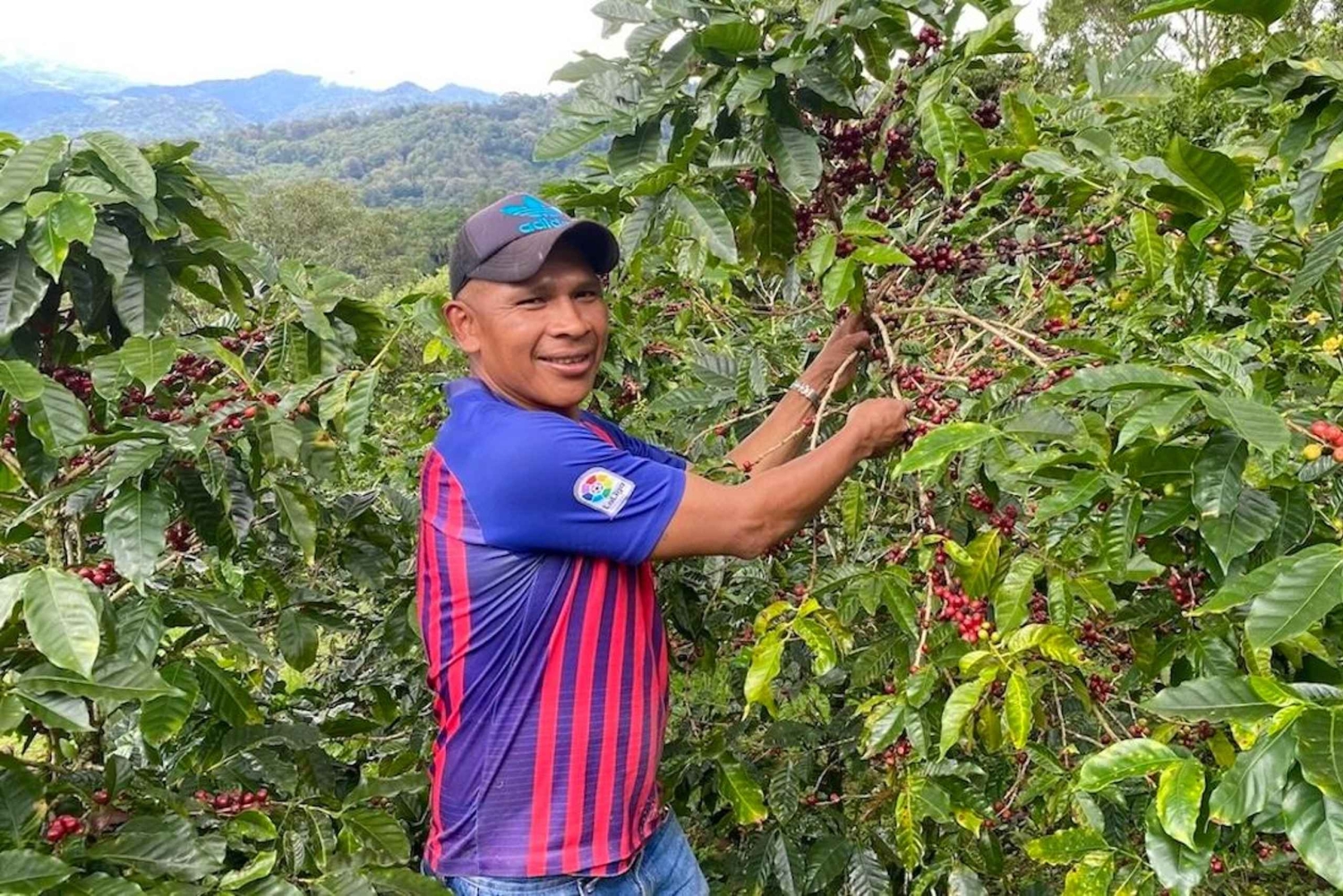 Boquete, Panama: Private Specialty Coffee Tour