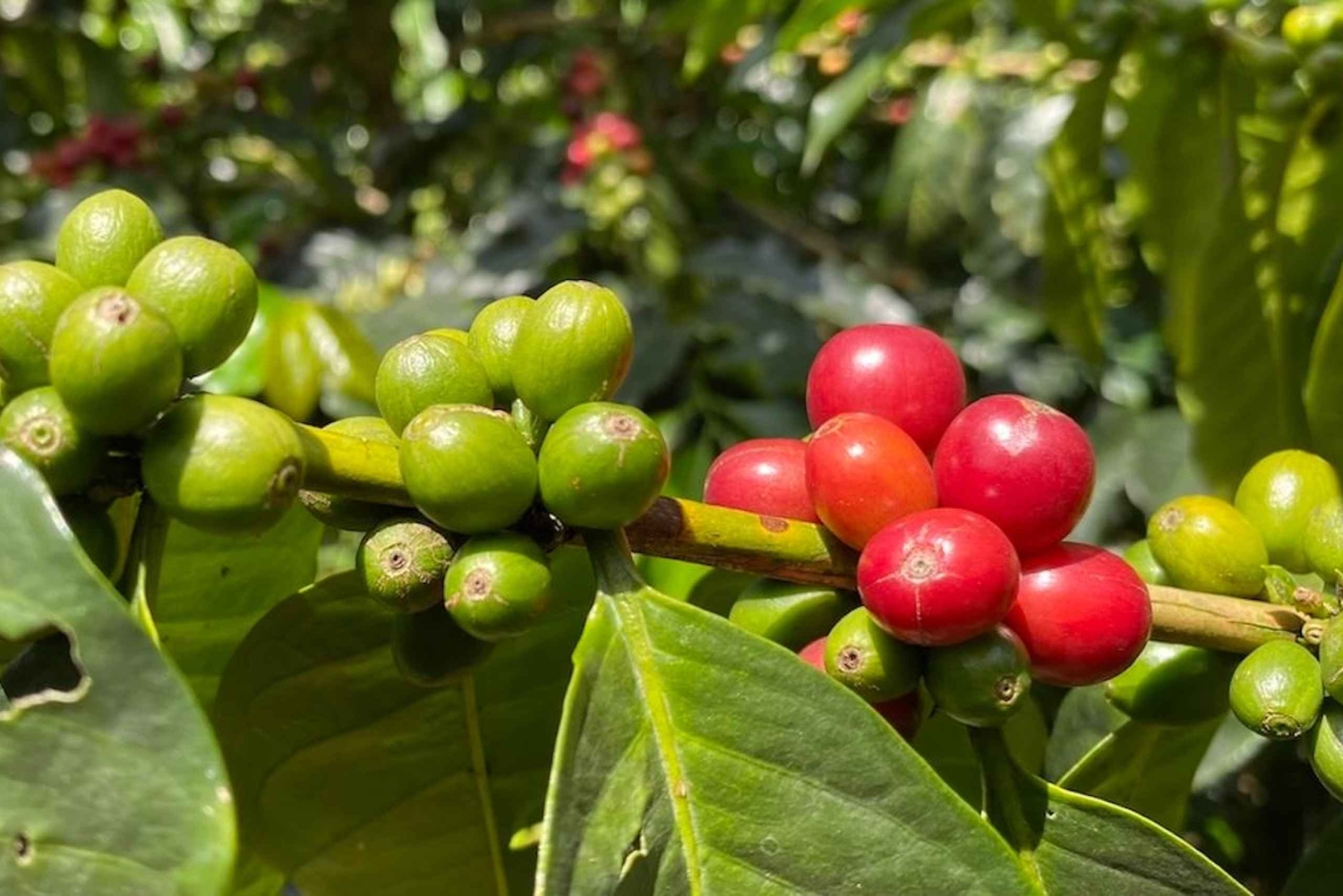 Boquete, Panama: Private Specialty Coffee Tour