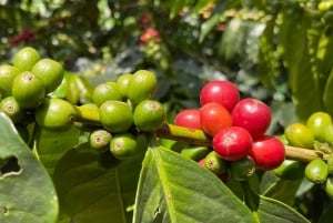 Boquete, Panama: Private Specialty Coffee Tour