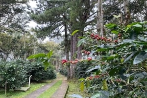 Boquete, Panama: Private Specialty Coffee Tour
