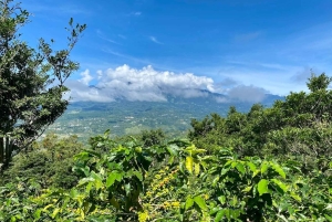 Boquete, Panama: Private Specialty Coffee Tour