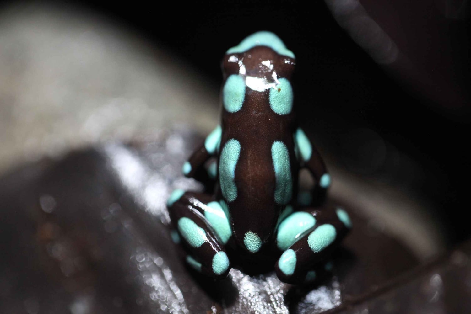 Strefa Kanału i Gamboa – wycieczka półdniowa