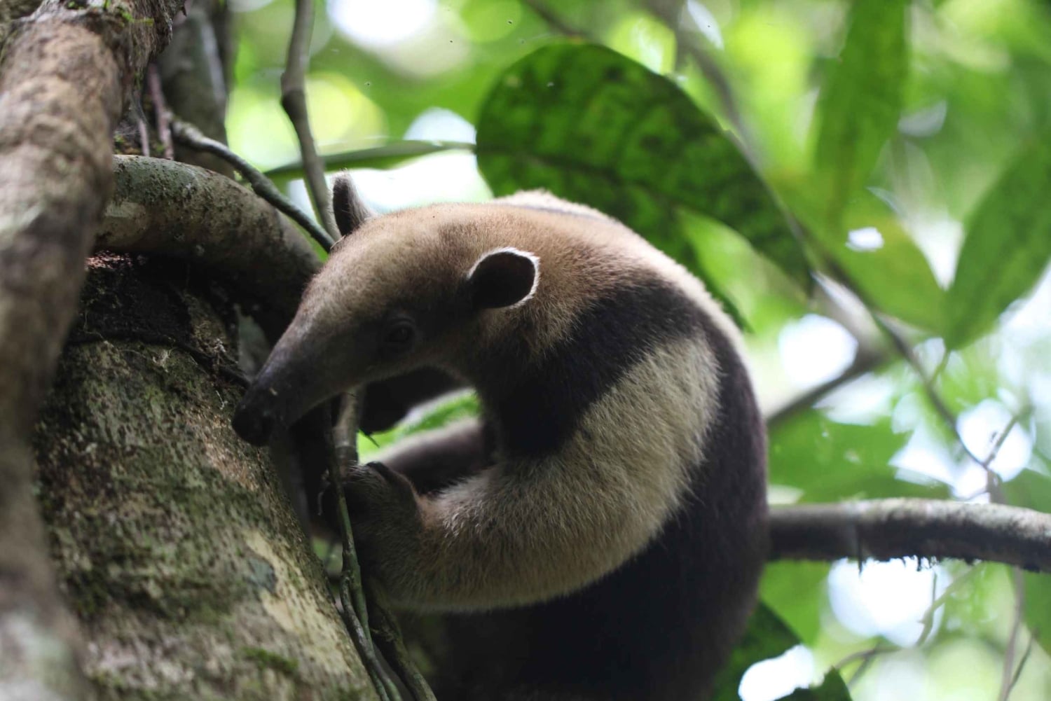 Strefa Kanału i Gamboa – wycieczka półdniowa