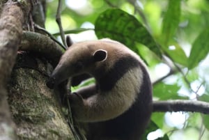 Kanava-alueen ja Gamboan puolen päivän kierros