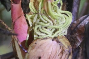 Kanava-alueen ja Gamboan puolen päivän kierros