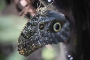 Kanava-alueen ja Gamboan puolen päivän kierros