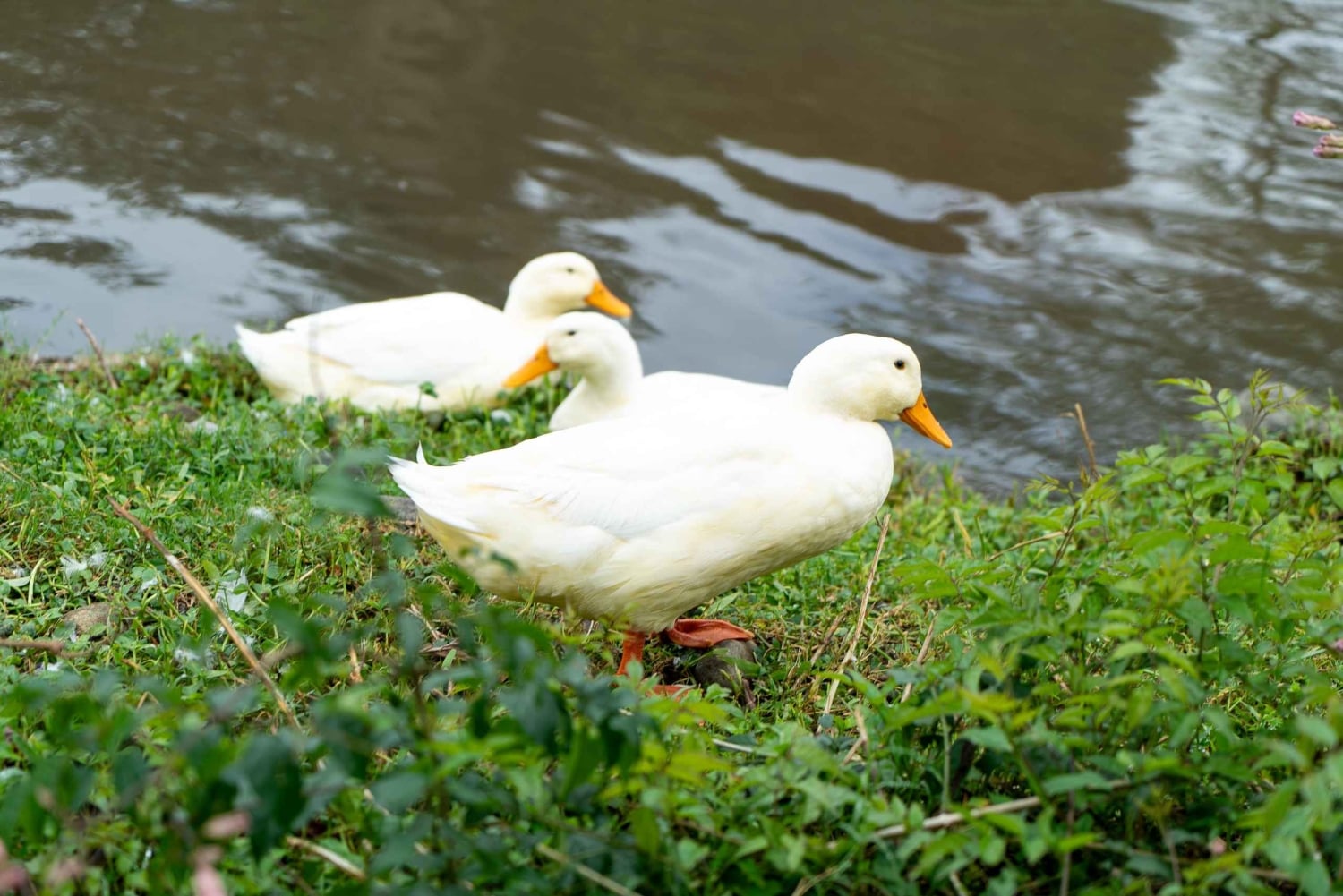 E-bike Coffee Tour in Boquete