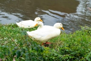 E-bike Coffee Tour in Boquete