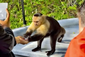 Feed Wild Monkeys on Panama Canal at Monkey Island Adventure