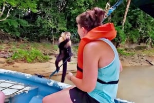 Dai da mangiare alle scimmie selvatiche sul Canale di Panama al Monkey Island Adventure