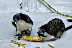 Feed Wild Monkeys on Panama Canal at Monkey Island Adventure