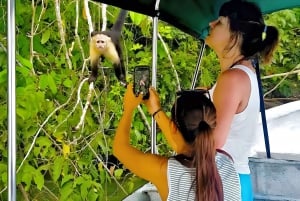 Alimenta os macacos selvagens no Canal do Panamá na Monkey Island Adventure