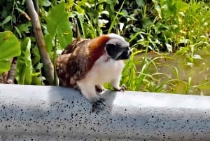 Feed Wild Monkeys on Panama Canal at Monkey Island Adventure