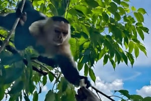 Mata vilda apor vid Panamakanalen på Monkey Island Adventure