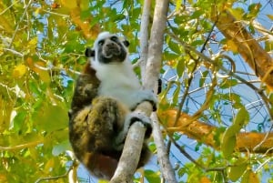 Nourrissez les singes sauvages sur le canal de Panama à Monkey Island Adventure