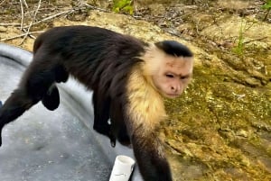 Mata vilda apor vid Panamakanalen på Monkey Island Adventure