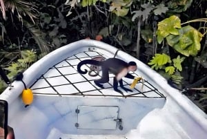 Dai da mangiare alle scimmie selvatiche sul Canale di Panama al Monkey Island Adventure