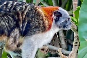 Feed Wild Monkeys on Panama Canal at Monkey Island Adventure