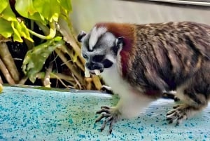 Nourrissez les singes sauvages sur le canal de Panama à Monkey Island Adventure