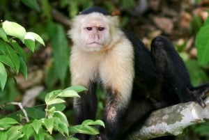 Füttere wilde Affen am Panamakanal im Monkey Island Adventure