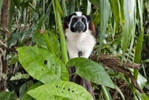 Feed Wild Monkeys on Panama Canal at Monkey Island Adventure