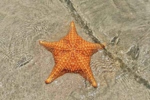 From Isla Colon: Bocas del Toro Archipelago Boat Tour