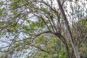 Cidade do Panamá; dois dias na Isla Grande Colon, tudo incluído