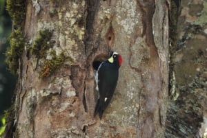 Från Panama City: Privat heldagstur till El Valle de Anton