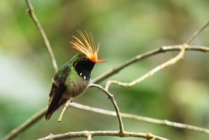 Från Panama City: Privat heldagstur till El Valle de Anton