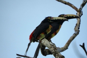 Från Panama City: Privat heldagstur till El Valle de Anton