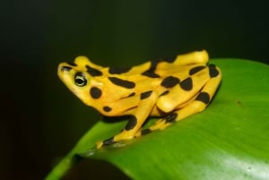 Från Panama City: Privat heldagstur till El Valle de Anton