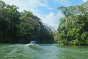 From Panama City: Gamboa Rainforest Guided Tour with Lunch