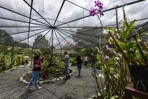 Da Cidade do Panamá: Visita guiada à floresta tropical de Gamboa com almoço