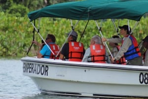 Desde Ciudad de Panamá: Tour guiado por la selva tropical de Gamboa con almuerzo