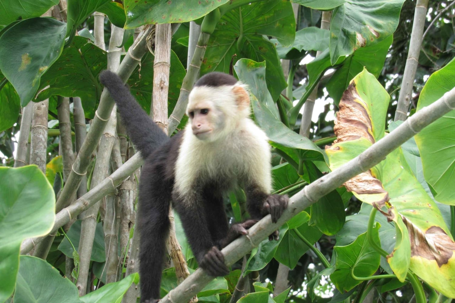 From Panama City: Gatun Lake and Monkey Island Tour