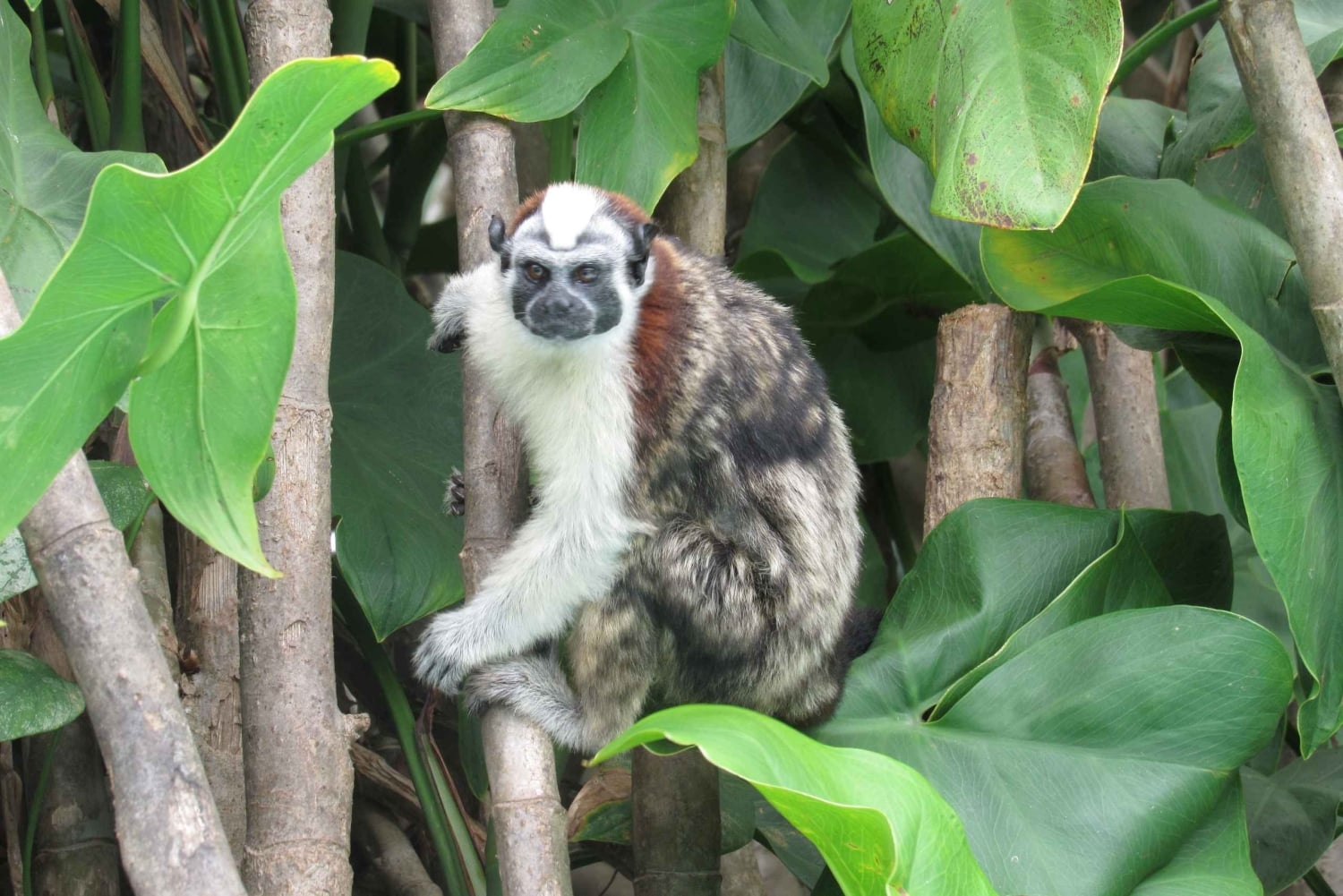 From Panama City: Gatun Lake and Monkey Island Tour