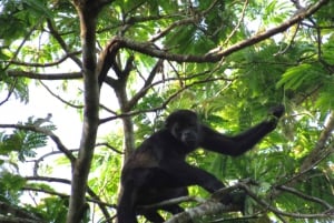 Ciudad de Panamá: tour por el lago Gatún e Isla de los Monos
