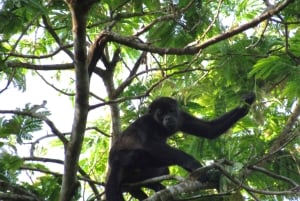 From Panama City: Gatun Lake and Monkey Island Tour