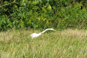 From Panama City: Gatun Lake and Monkey Island Tour