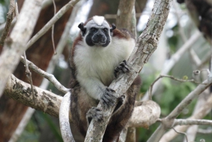 From Panama City: Monkey Island and Sloth Sanctuary Tour