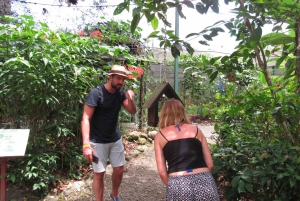 Desde Ciudad de Panamá: Excursión a la Isla de los Monos y al Santuario de los Perezosos
