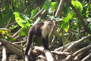 From Panama City: Monkey Island and Sloth Sanctuary Tour