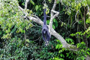 From Panama City: Monkey Island Boat Tour with Transfer