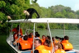 Desde Ciudad de Panamá: Tour en barco por la Isla de los Monos con traslado