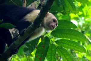 From Panama City: Monkey Island Boat Tour with Transfer