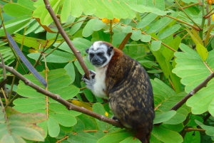 From Panama City: Monkey Islands Tour on Gatun Lake