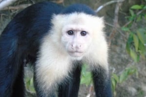 Au départ de Panama City : Visite des îles des singes sur le lac Gatun