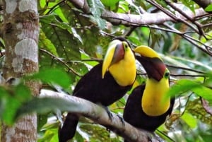 Da Cidade do Panamá: aventura de tirolesa na floresta tropical