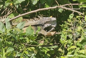 From Riu Playa Blanca - Monkey Island, Sloth & Old Town Tour